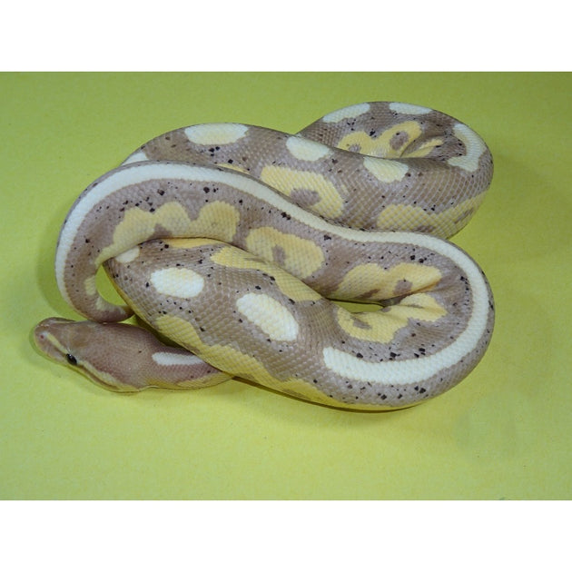 Banana Cinnamon Ball Pythons