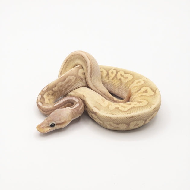 Banana Calico Sterling Ball Pythons