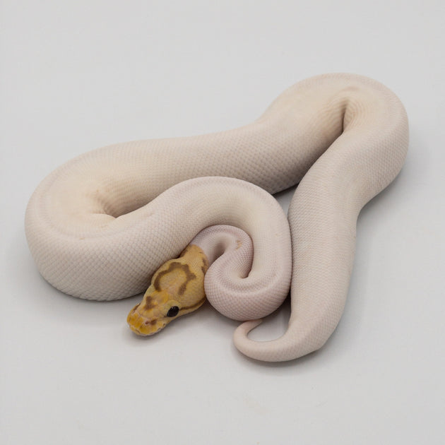 Banana Spider Pied Ball Python (Actual Photo)