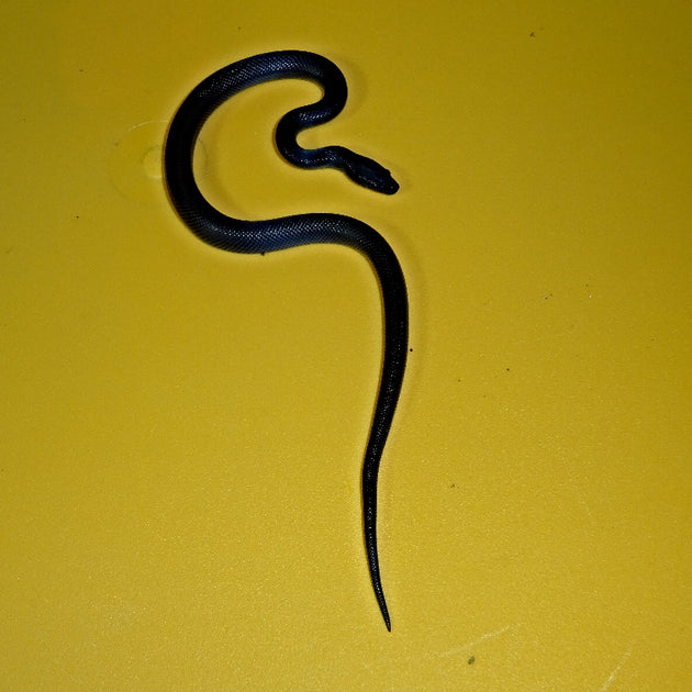 Black African House Snakes