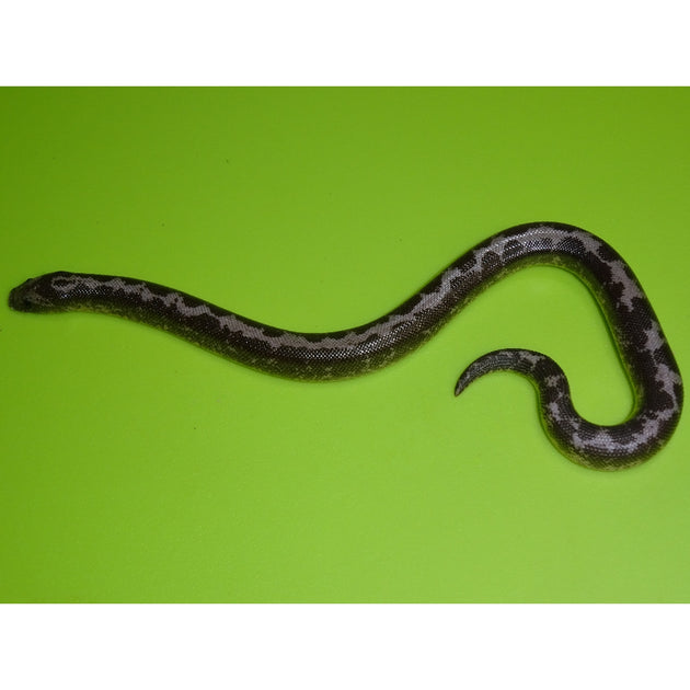 Black & White Stripped Kenyan Sand Boas