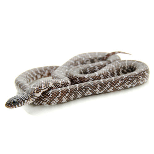 Black & White Brooksi King Snake