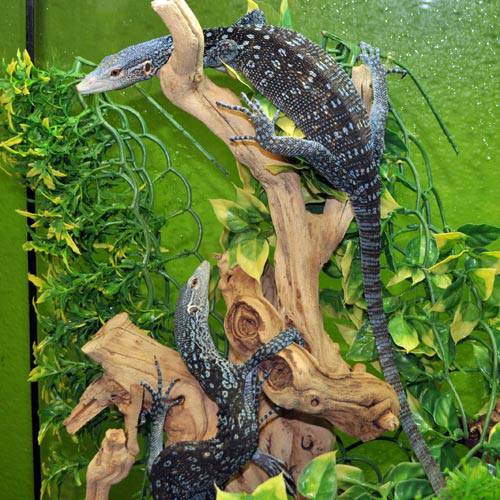 Blue Tree Monitor