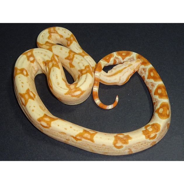 Sunglow Boas