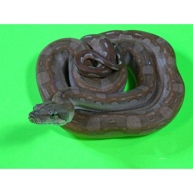 T+ Aztec Boas