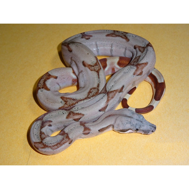 Super Salmon Boas