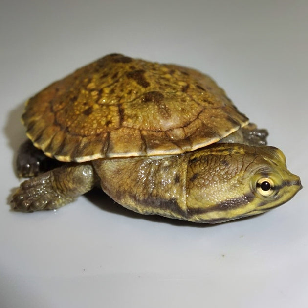 Brazilian Sideneck Turtles