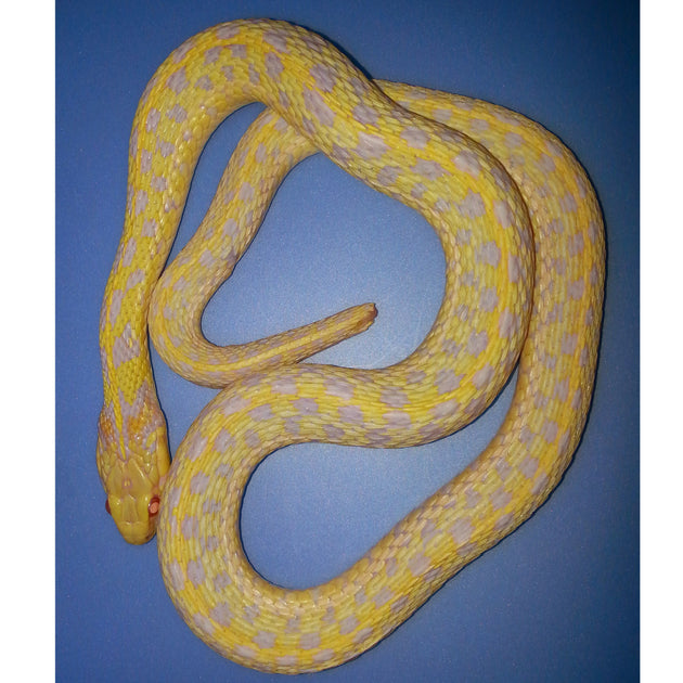 Albino Checkered Garter Snakes