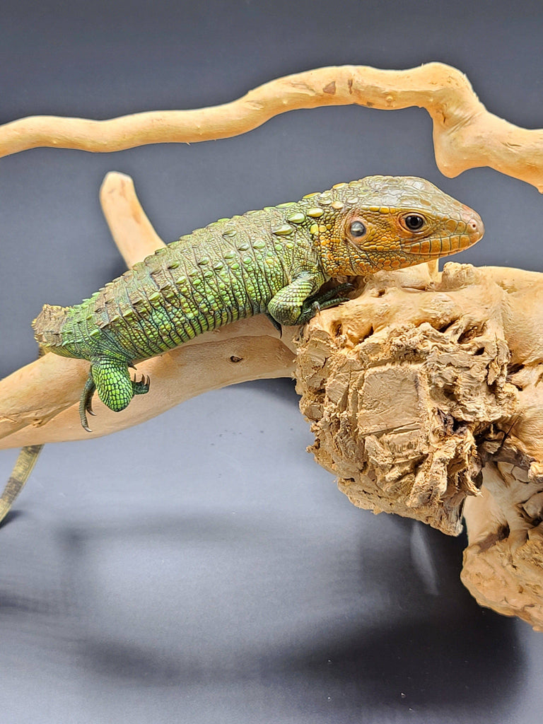 Caiman Lizard (Dracaena guianensis)