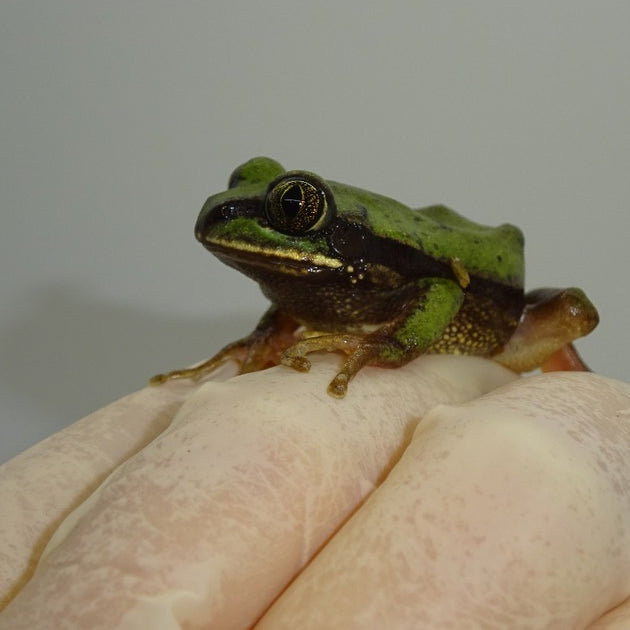 Unsual Tree Frogs