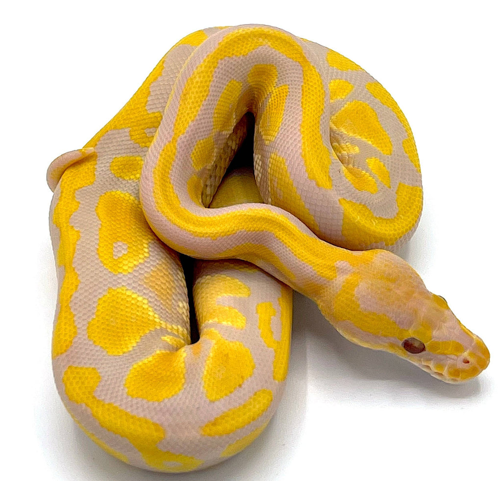 Candy Ball Python