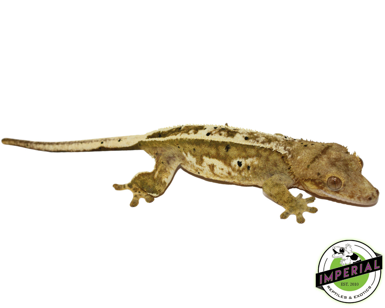 100% Pinstripe C2 Citrus Crested Gecko Adult Female (#12324-06)