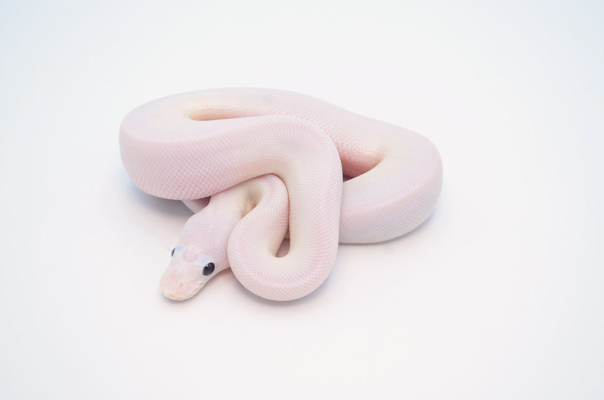 White Wedding Bee Pied Ball Python