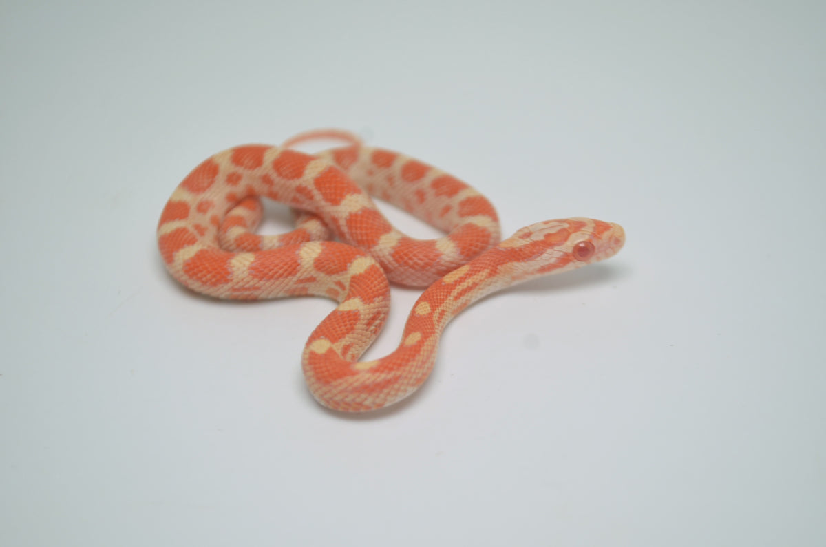 Baby Creamsicle Cornsnake