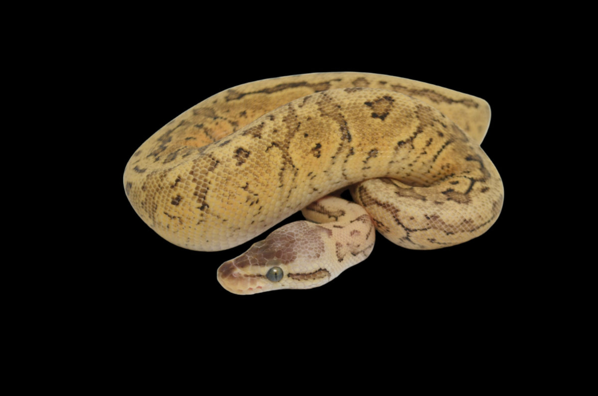 Superblast Yellowbelly het Pied Ball Python