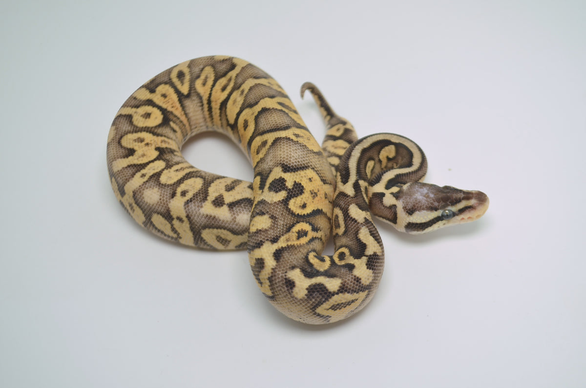Super Pastel Yellowbelly het Pied Ball Python