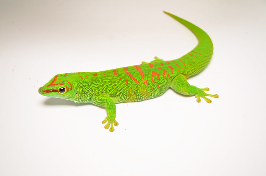 Adult Giant Day Gecko