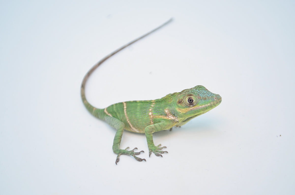 Baby Giant Blue Beauty Anole