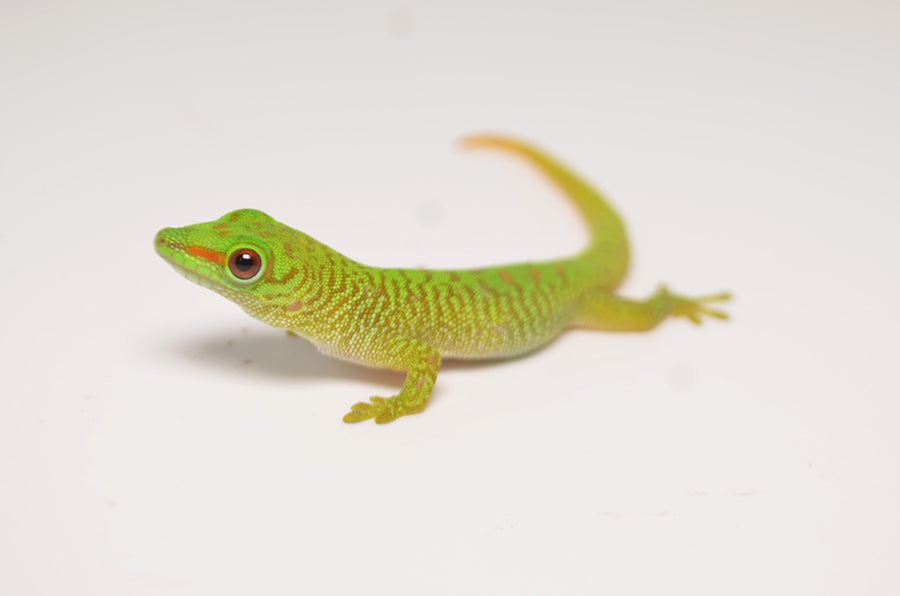 Baby Giant Day Geckos