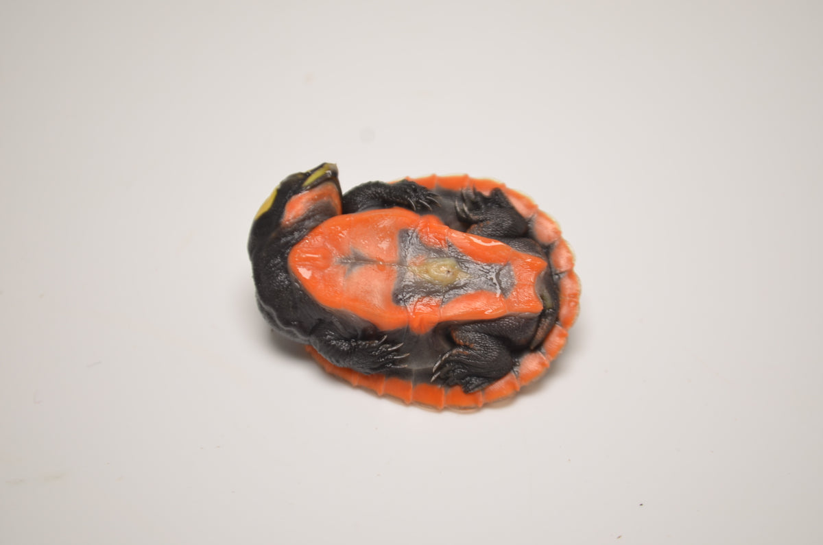 Pink Belly Sideneck Turtle