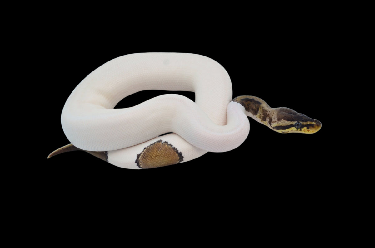 (Pos Super) Leopard Pastel HRA Pied Ball Python