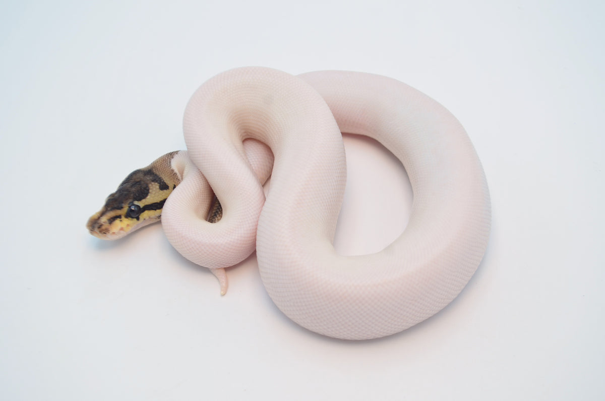 (Pos Super) Leopard HRA Pied Ball Python