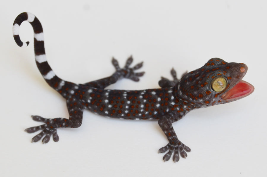 Baby Tokay Gecko