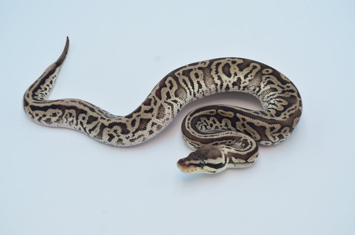 (Pos Super) Leopard Pastel Red Axanthic Het Pied Ball Python