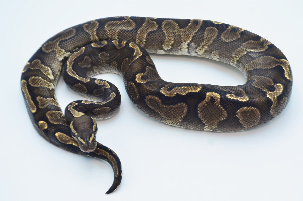Adult Female GHI OB Ball Python