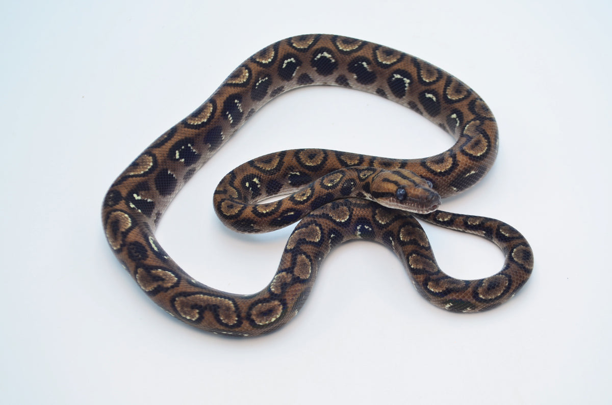 "Black" Anery Brazilian Rainbow Boa