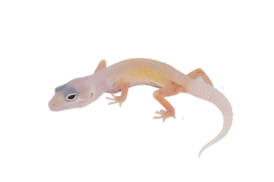 Baby Blazing Blizard Leopard Gecko