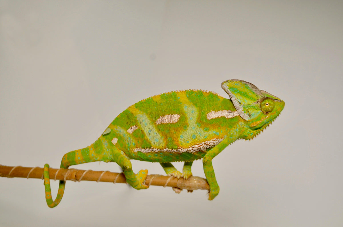 Adult Veiled Chameleon