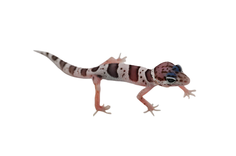 Baby Mack Snow Leopard Gecko