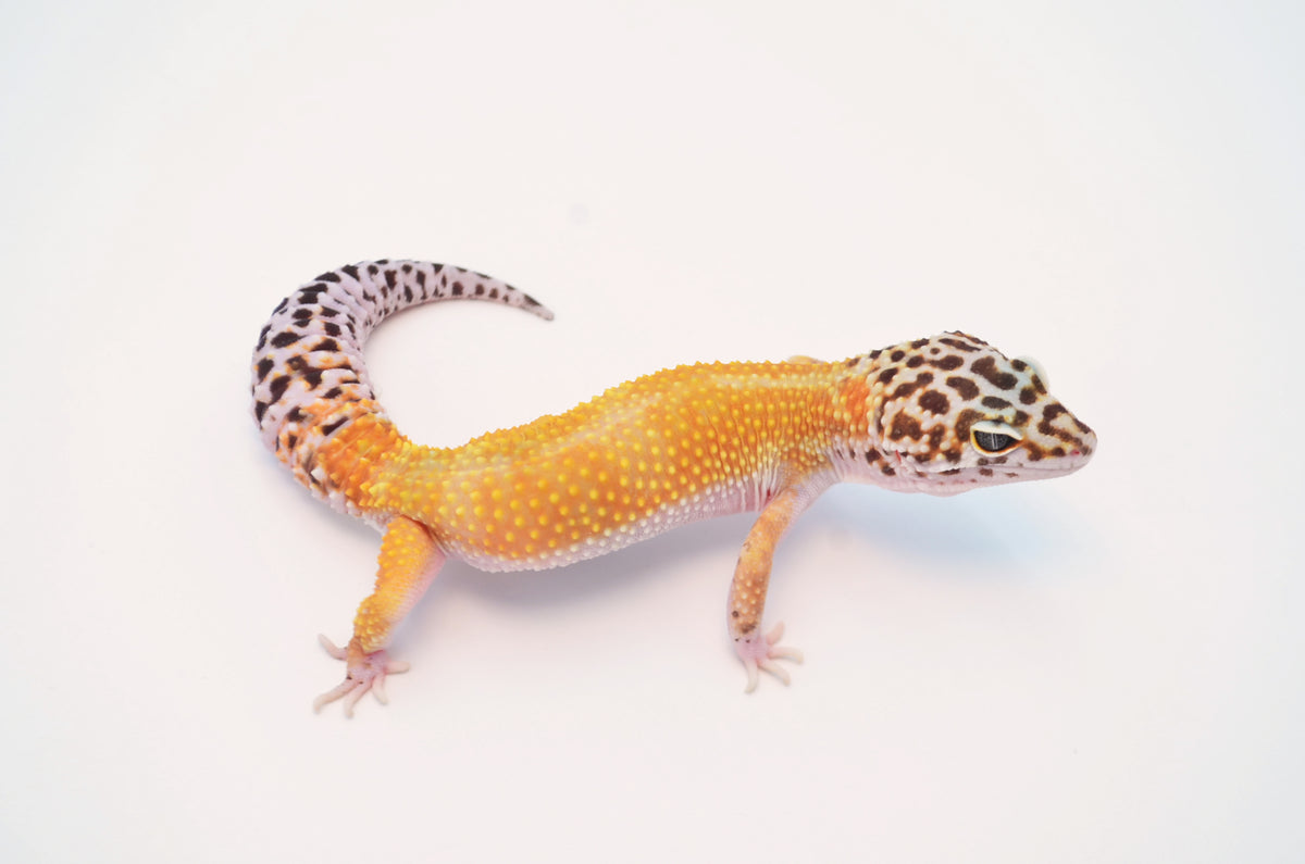 Tangerine Leopard Gecko