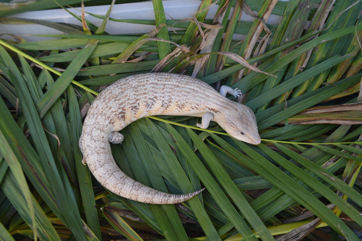 White Sunrise Northern Blue Tongue Skink