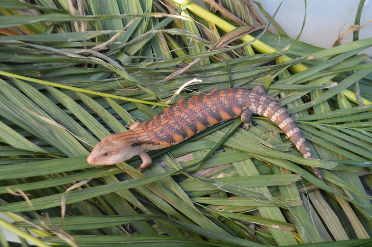 Insane Red Line Northern Blue Tongue Skink (HOLDBACK)