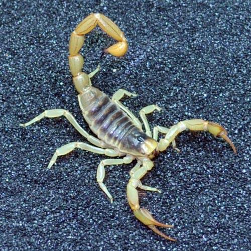 Desert Hairy Scorpion