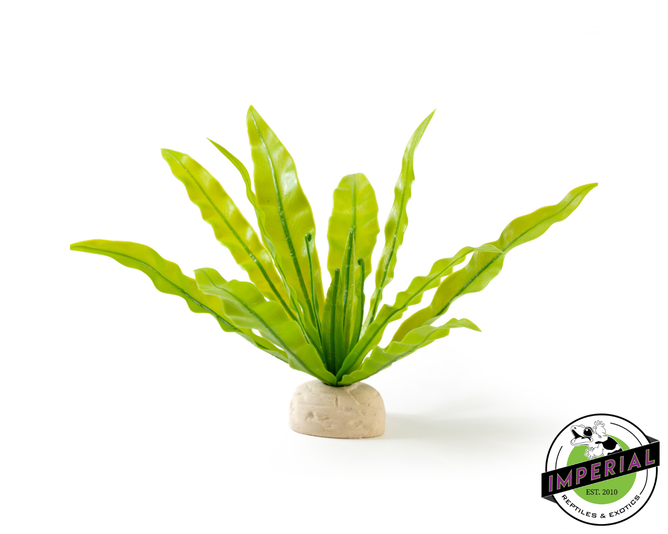 Bird's Nest Fern Plant