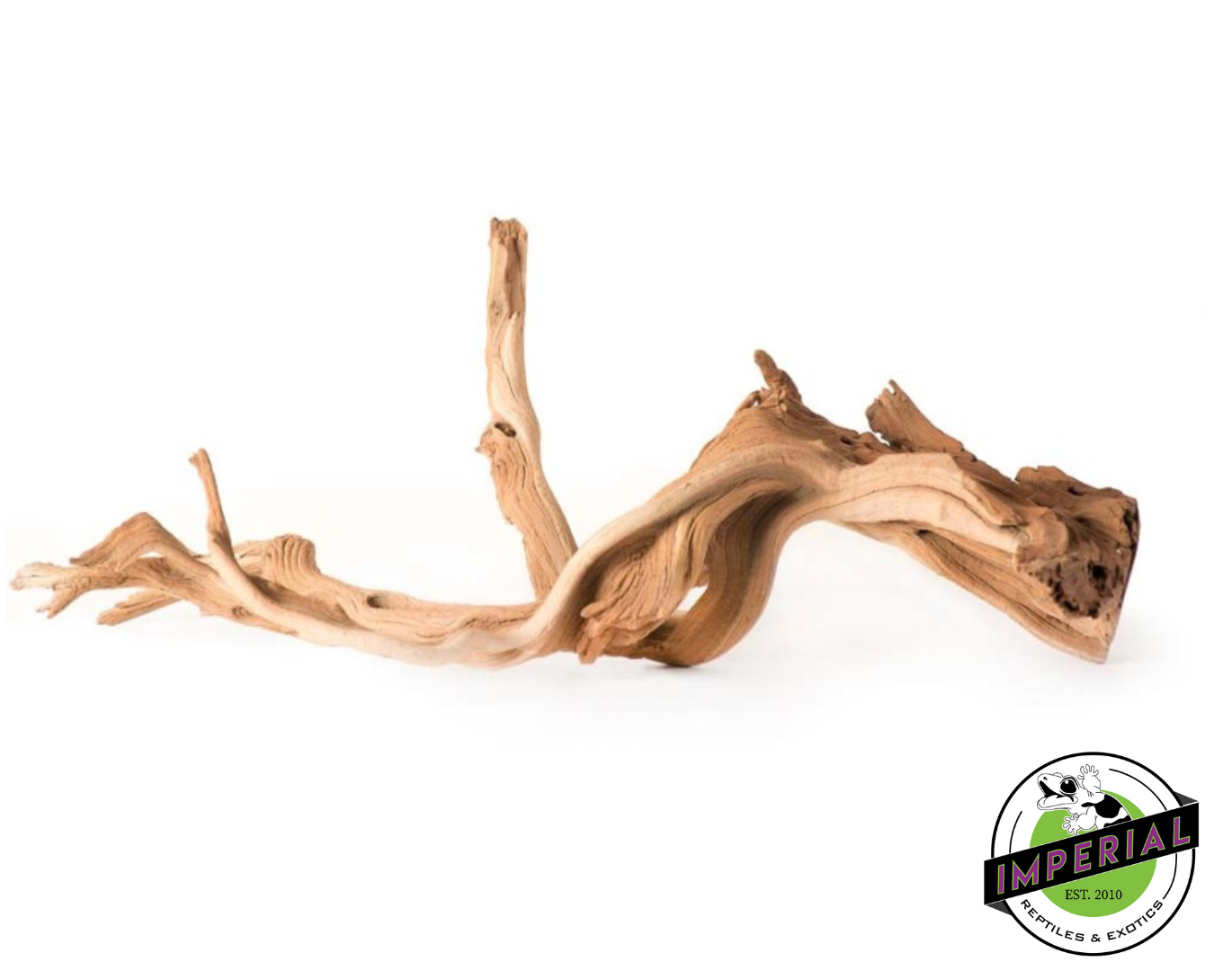 Galapagos Staghorn Wood Manzanita Root
