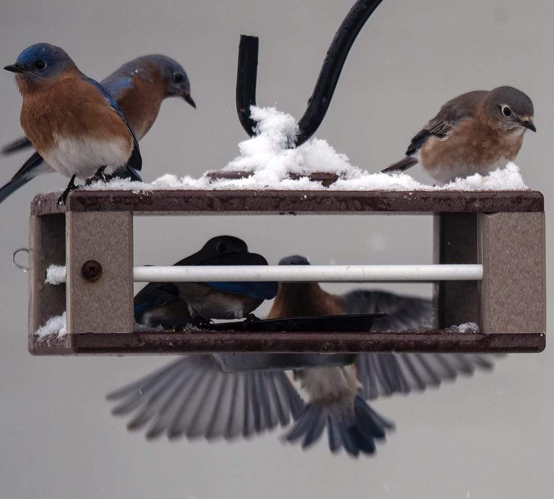 Gilbertson Hanging Bluebird Feeder - Blue