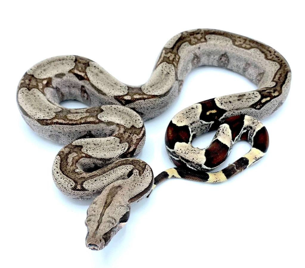 Guyana Boa Babies