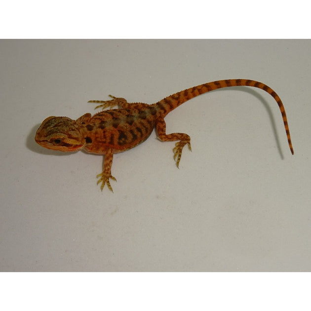 Super Hypo Red Translucent Bearded Dragon
