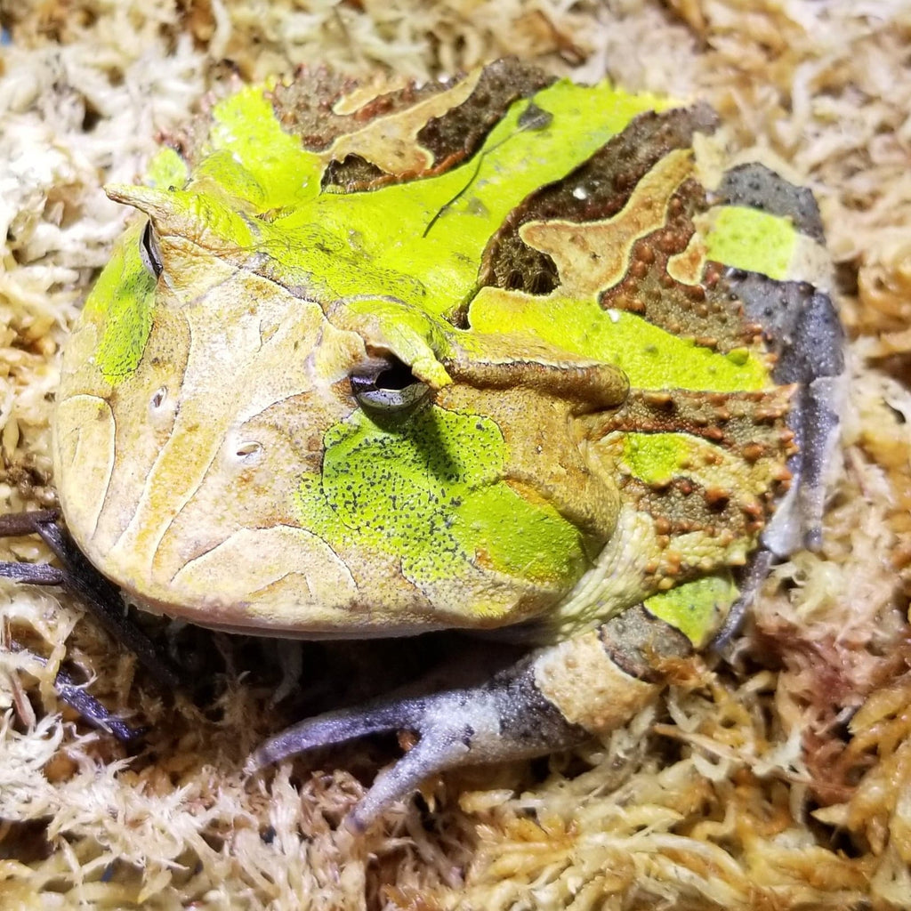 Suriname Horned Frog