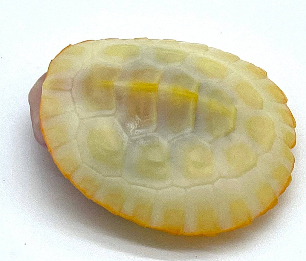 Albino Pink Belly Side Neck Turtle