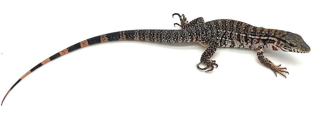 Argentine Red Tegu