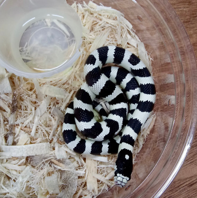 B&W Cal Kingsnakes Female (Stock BWCKS12)