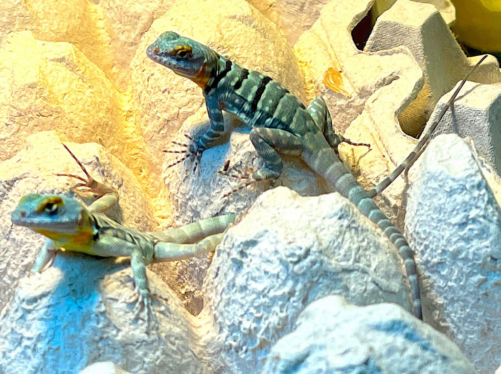 Baja Blue Rock Lizard (Petrosaurus thalassinus)