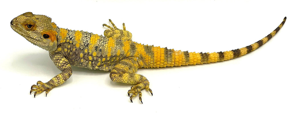 Clown Agama