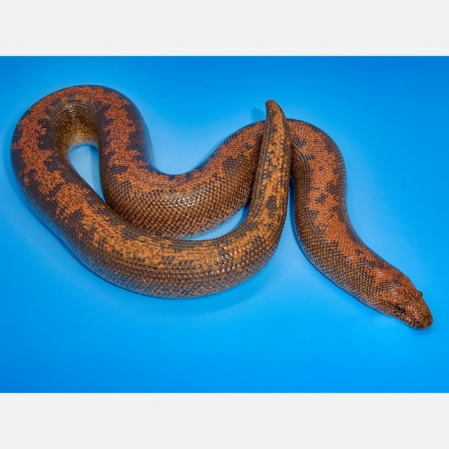 Anery Rufescens x Kenyan Sand Boas