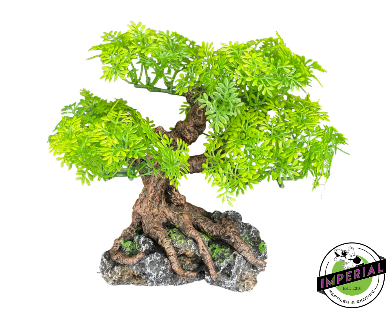 Komodo Bonsai Tree 7 IN